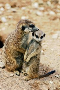 Close-up of rabbit on sand