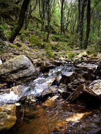 Stream flowing through rocks in forest