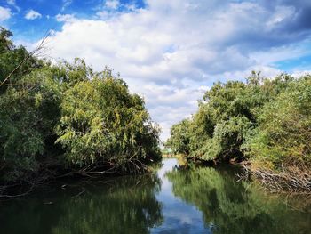 Scenic view of river amidst trees against sky