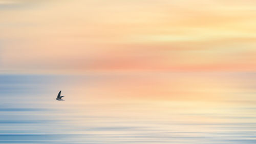 Natural animal background of swallow bird flying over sea and sky bof sunrise ackground