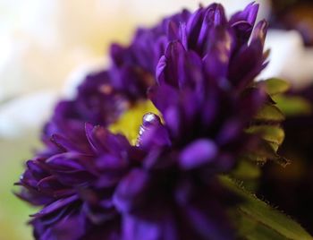 Close-up of purple flowers blooming outdoors