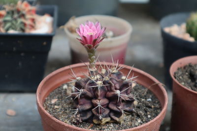 Close-up of succulent plant