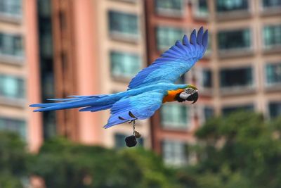 Close-up of a bird flying