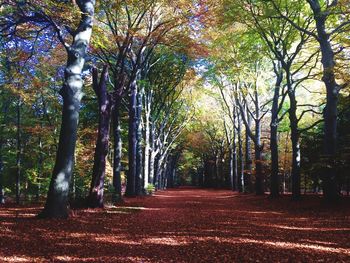 Footpath amidst trees in park