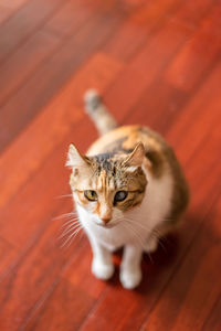 High angle portrait of cat sitting on floor