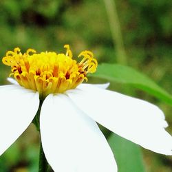 Close-up of honey bee on yellow flower