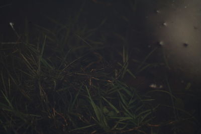 High angle view of grass on field at night