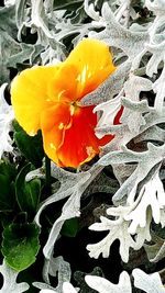 Close-up of yellow flower