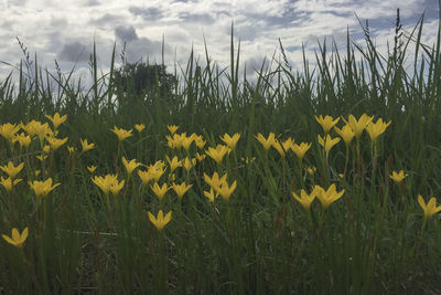 Yellow flowering plants on field against sky