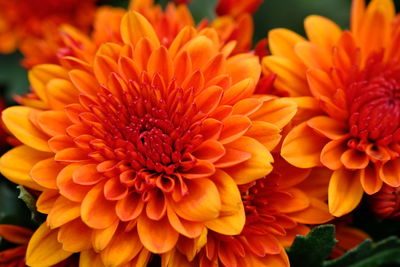 Close-up of orange flower