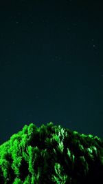 Low angle view of trees at night