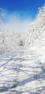 Snow covered trees against blue sky