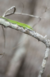 Close-up of lizard on branch