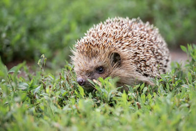 Close-up of an animal on grass