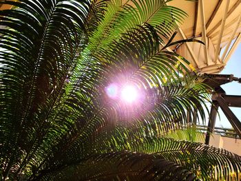 Low angle view of palm trees against bright sun