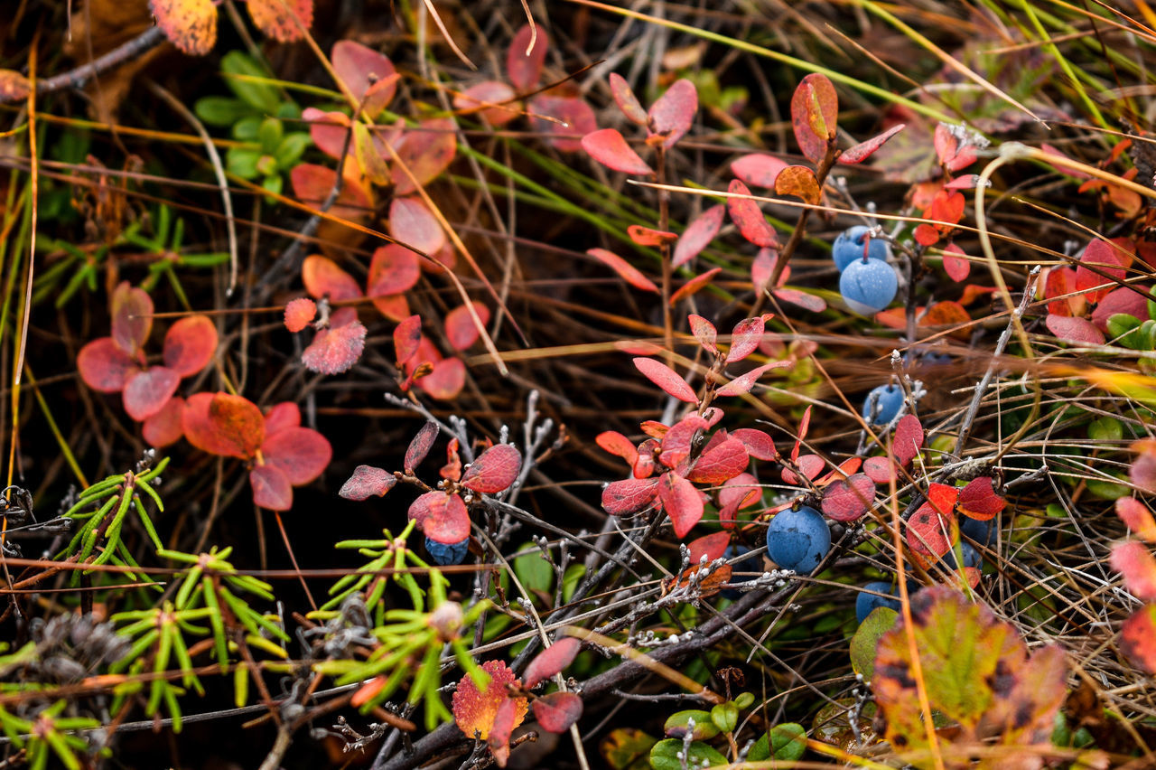 CLOSE-UP OF RED BERRIES ON PLANTS