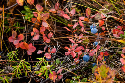 Close-up of red berries on plant