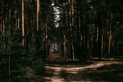 Footpath amidst trees in forest