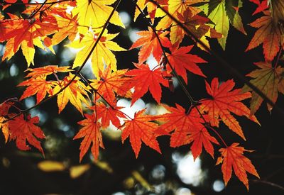 Close-up of maple leaves on tree