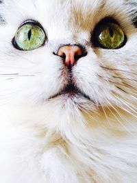 Close-up portrait of a cat