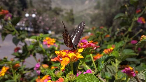 Close-up of butterfly pollinating on flower in park