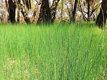 Scenic view of grassy field