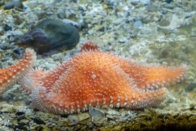 Close-up of fish in sea