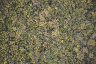 Full frame shot of plants