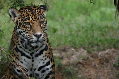 Close-up of a tiger