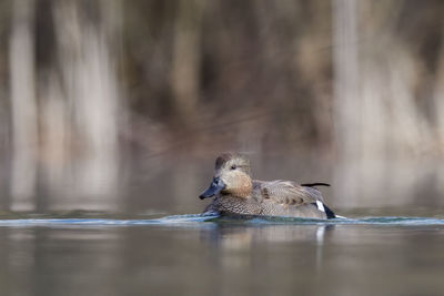 Duck swimming in a lake