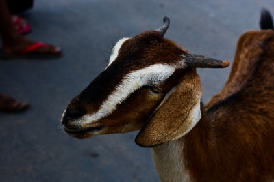 Close-up of horse