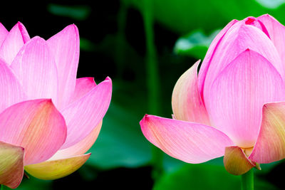 Close-up of pink lotus water lily