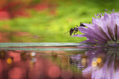 Bee pollinating on purple flower