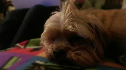 Close-up of dog looking away