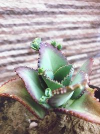 Close-up of succulent plant