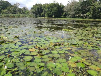 Water lily in lake