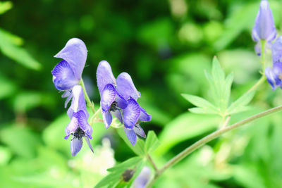 Close-up of purple flowering plant