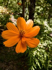 Close-up of flower blooming outdoors