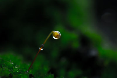 Close-up of flower against blurred background