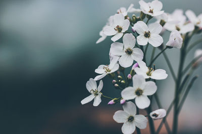 Close-up of white cherry blossoms