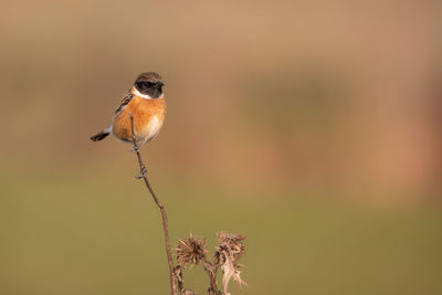 Close-up of bird perching on twig