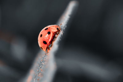 Close-up of ladybug on rope