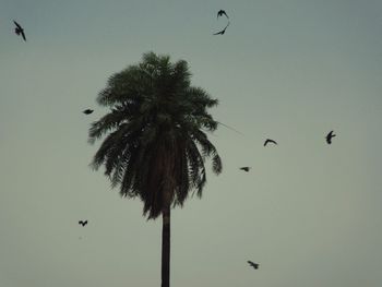 Low angle view of silhouette birds flying against clear sky