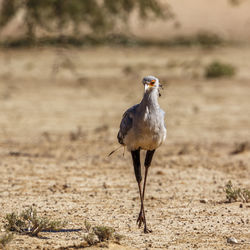 Bird standing in a field