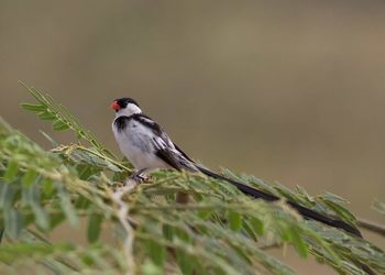 Close-up of bird