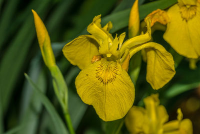 Close-up of yellow flowering plant