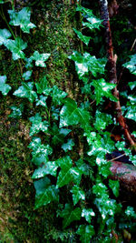 Full frame shot of tree trunk