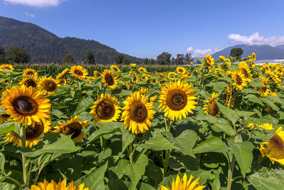 Close-up of yellow flowering plants on field against sky