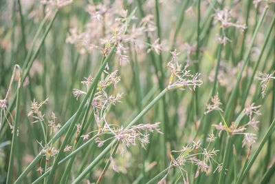 Close-up of flowering plants on field