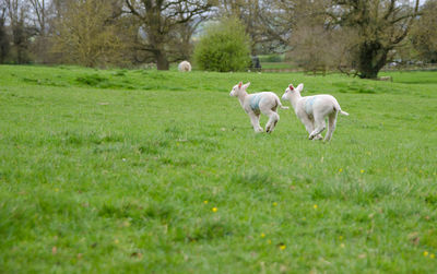 Dog on field